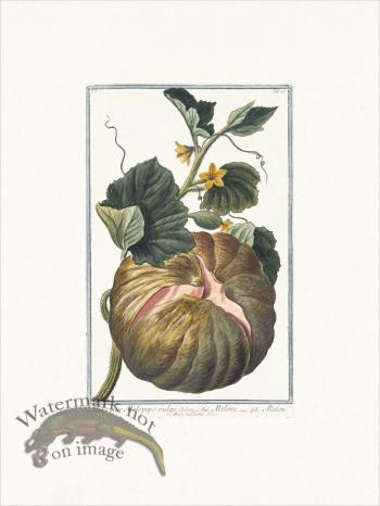 Bonelli 065 Melo vulgaris